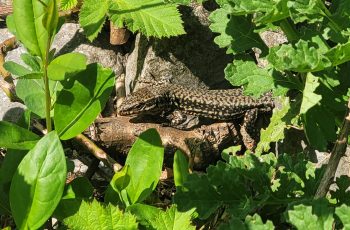 signal-2026-04-25-123744